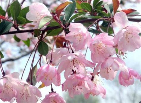 櫻花樹 種植 八運轉九運時間